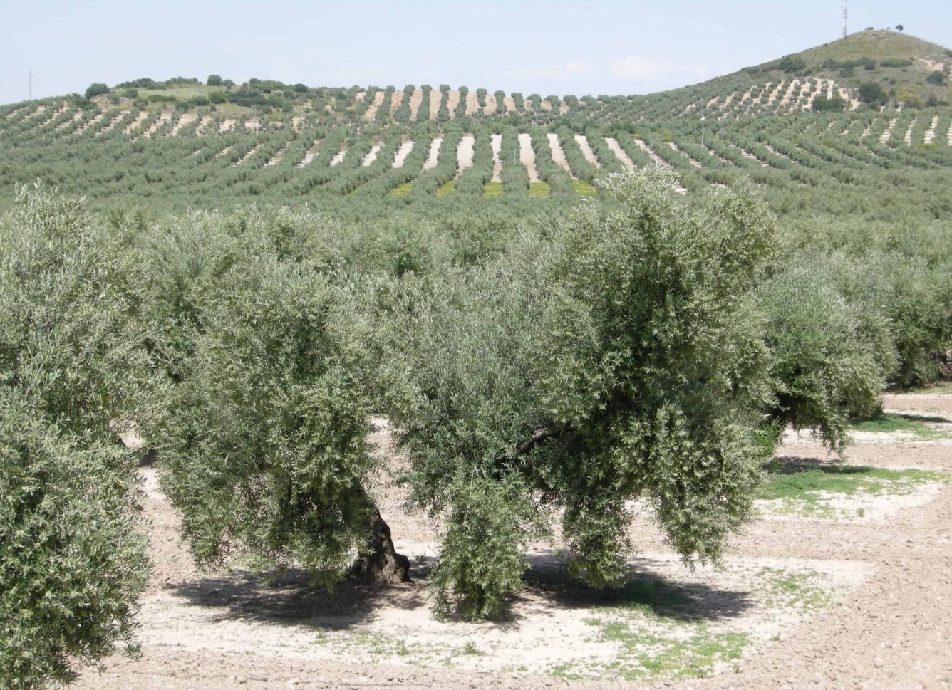 Στις ΔΑΟΚ το μπαλάκι για το ελαιοκομικό μητρώο και δηλώσεις συγκομιδής – 15 Δικαιολογητικά από τους παραγωγούς 